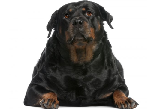 Overweight Dog Diet