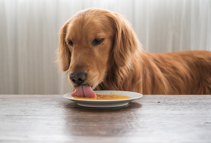 10 Healthy Liquid Dog Food Options Your Dog Will Love