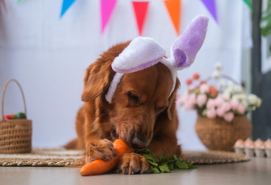 Health Benefits of Carrots for Dogs