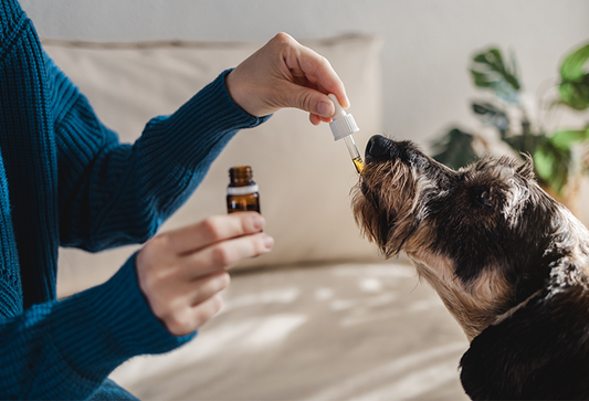 11 Amazing Benefits of Salmon Oil for Dogs Every Pet Owner Should Know