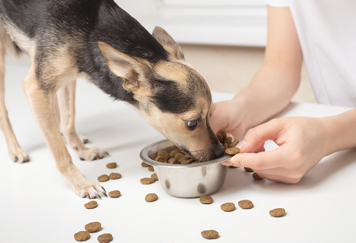 Best Dog Foods and Supplements