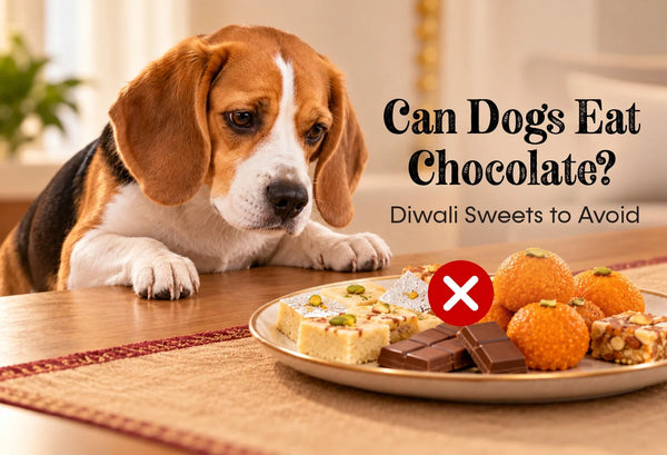Can Dogs Eat Chocolate? Diwali Sweets Every Pet Parent Must Avoid