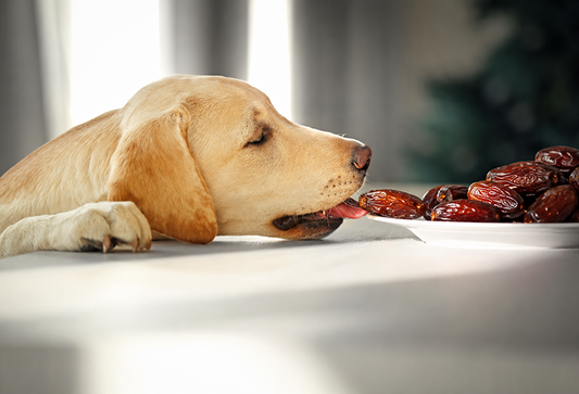 Can Dogs Eat Dates