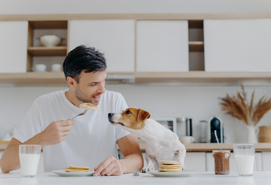 Top Human Foods Dogs Can Eat