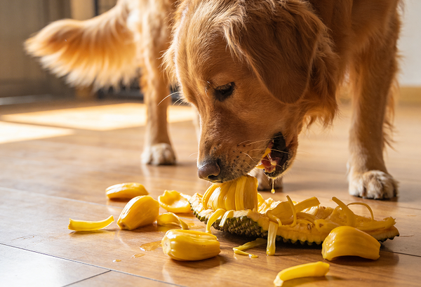 Can Dogs Eat Jackfruit? Is Jackfruit Good for Dogs? Get Expert Insights