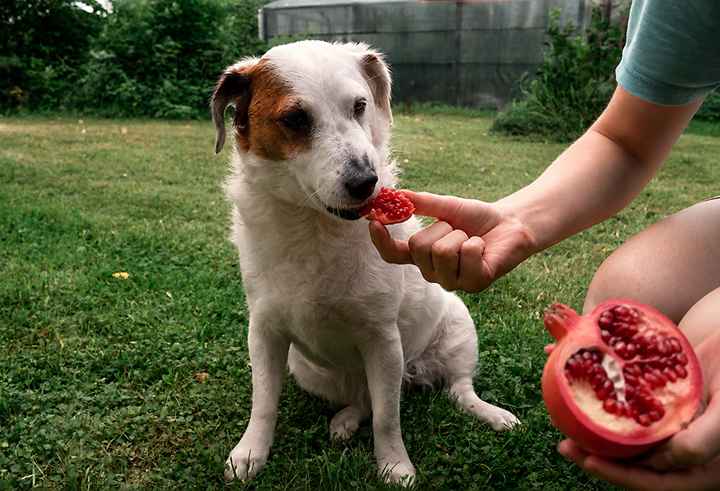 Can We Feed Pomegranates to Dogs