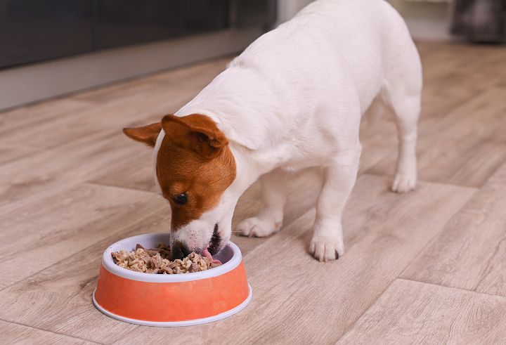 Chicken Based Dog Food – Benefits, Choices & Delivery