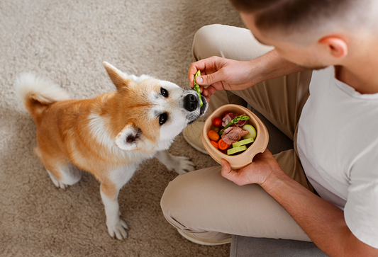 Complete Dog Nutrition Guide for Chennai: Best Food, Joint Supplements & Protein Sources