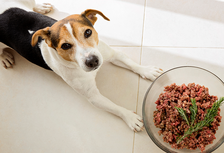 Healthy Foods to Help Your Dog Gain Weight Safely
