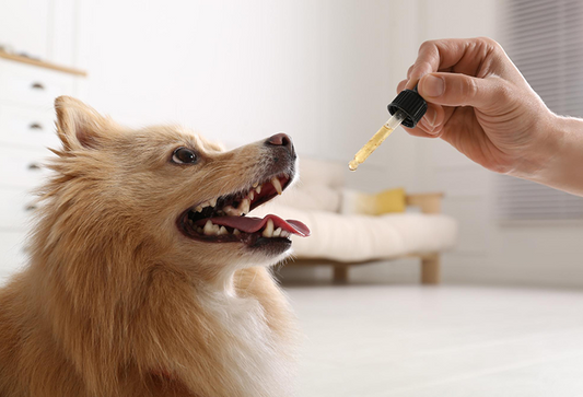 Is Fish Oil Good for Dogs? Benefits, Safety, Dosage & Best Supplements Explained