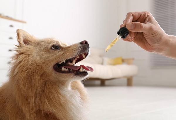 Is Fish Oil Good for Dogs? Benefits, Safety, Dosage & Best Supplements Explained