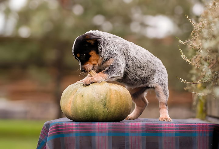 Is Pumpkin Good for Dogs? Health Benefits and How to Feed Safely