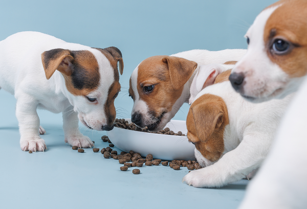 Puppy Dog Food: How to Choose the Best Puppy Food in India