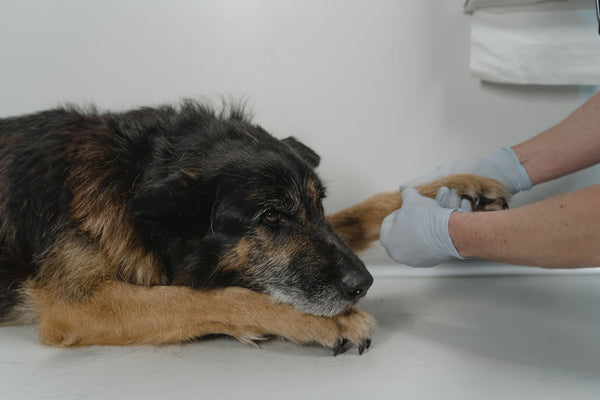 Signs Your Dog May Have Joint Problems (And How to Choose Joint Support)