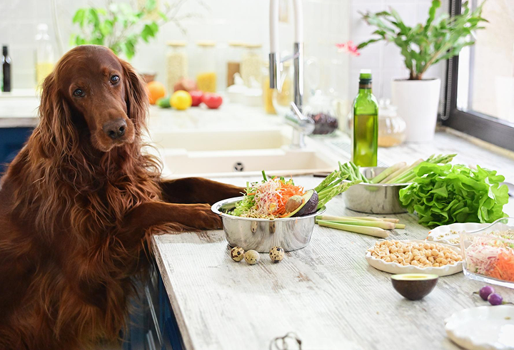 The Complete Dog Diet Guide: Balanced Meals & Healthy Choices
