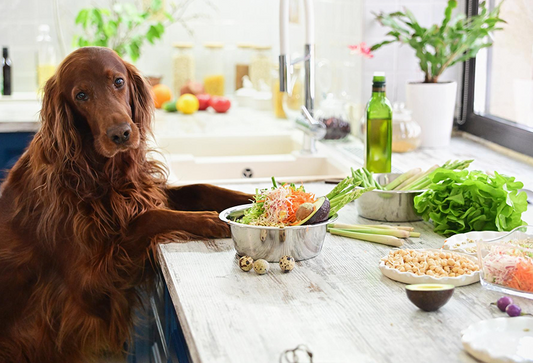 The Complete Dog Diet Guide: Balanced Meals & Healthy Choices