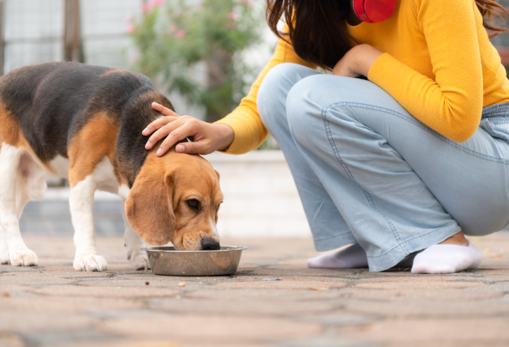 What Should Delhi Pet Owners Really Feed Their Dogs in 2026?