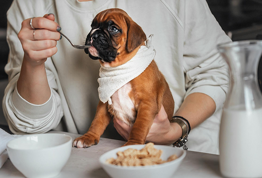 What Should You Feed Your Dog in Pune? Puppy Diet, Food & Supplements Guide