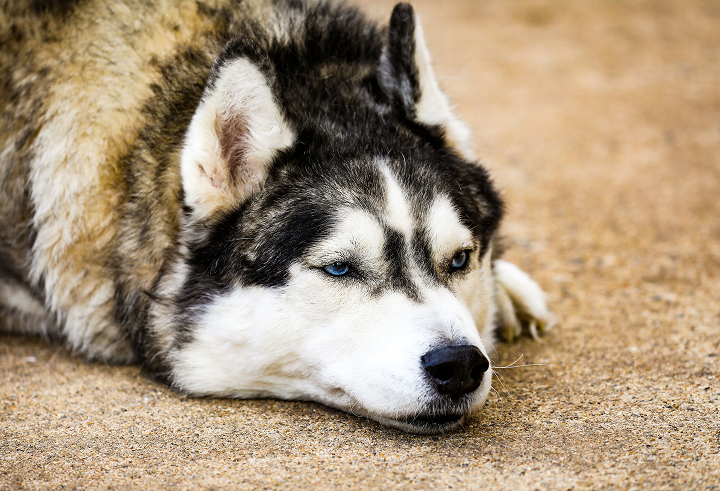 Why Do Dogs Have Seizures? Common Causes and Warning Signs