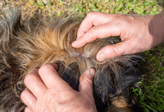 Why Does My Dog Have Fleas and How Can I Get Rid of Them