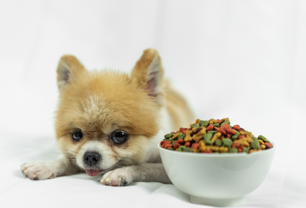 Why Is My Dog Not Eating? 10 Common Reasons and What to Do