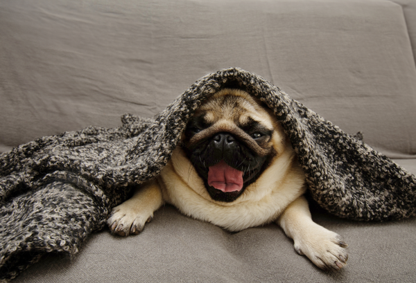 Why Is My Dog Shivering, Panting, and Breathing Heavy? Common Causes Explained